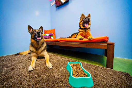 Centro Canino Montegatto en Oza dos Ríos, La Coruña