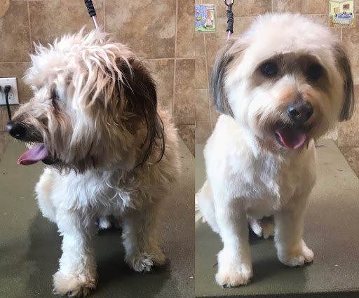 Pet Supply Store «EarthWise Pet Supply East Village», reviews and photos, 1051 Market St, San Diego, CA 92101, USA