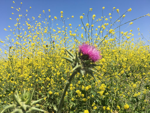 Park «Gum Grove Park», reviews and photos, Crescent View & Avalon Drive, Seal Beach, CA 90740, USA