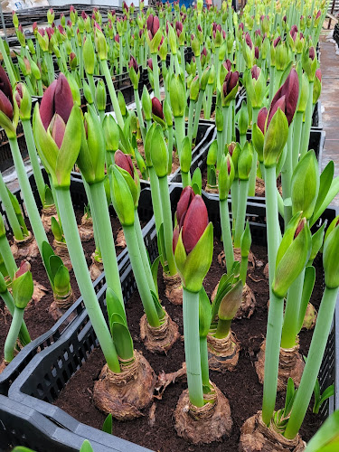 Taverney fleurs - Blumengeschäft