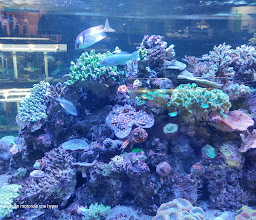 Acuario Biotopic & Garden photo