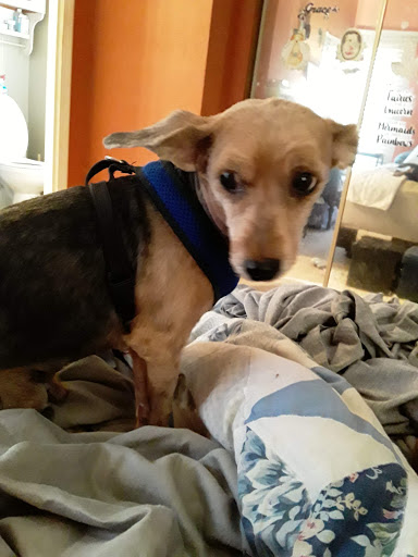 Pet Supply Store «PetSakes», reviews and photos, 1575 E Euclid Ave, Des Moines, IA 50316, USA