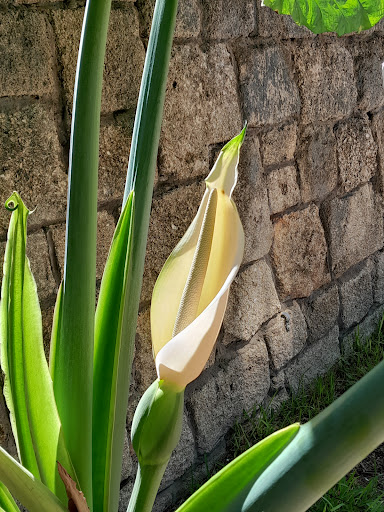 Museum «Ximenez-Fatio House Museum», reviews and photos, 20 Aviles St, St Augustine, FL 32084, USA