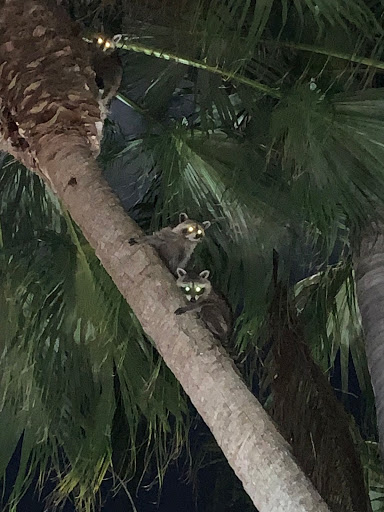 Performing Arts Theater «The Township Community Master Association Inc», reviews and photos, 2452 Lyons Rd, Pompano Beach, FL 33063, USA