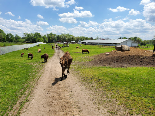 Zoo «Dutch Creek Farm Animal Park», reviews and photos, 6255 N 1000 W, Shipshewana, IN 46565, USA