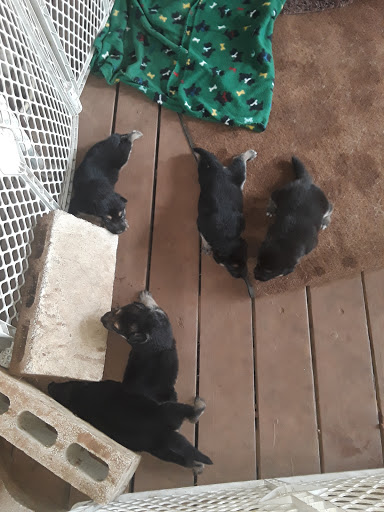 Home Improvement Store «Tractor Supply Co.», reviews and photos, 540 10th St #150, Floresville, TX 78114, USA