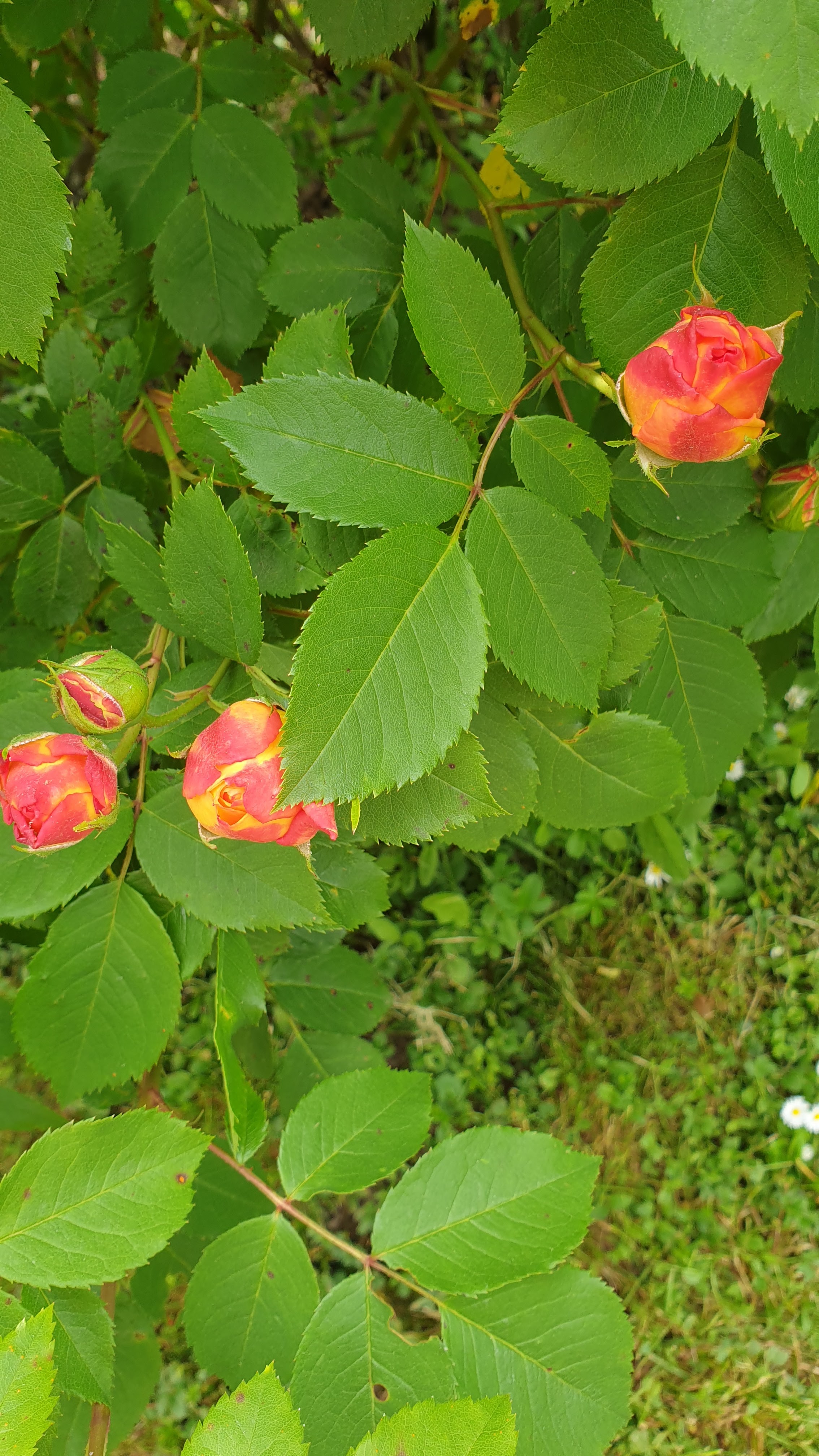 Photo n° 8 de l'avis de Sylvia.i fait le 23/05/2023 à 13:13