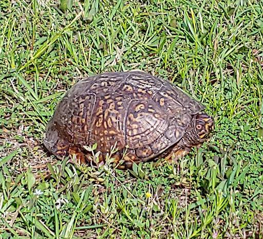 Park «West Mobile County Park», reviews and photos, 2275 Leroy Stevens Rd, Mobile, AL 36695, USA