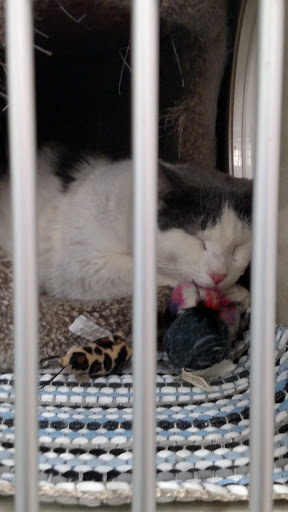 Pet Supply Store «Petco Animal Supplies», reviews and photos, 1220 Commons Cir, Plover, WI 54467, USA