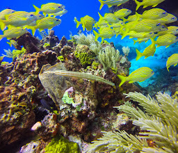 Go Diving Cancun photo