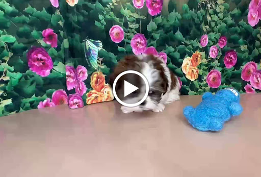 Pet Store «Puppy Love», reviews and photos, 4802 Valley View Blvd NW Uf290, Roanoke, VA 24012, USA