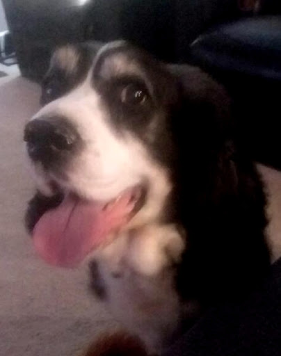 Pet Supply Store «The Good Dog Shoppe Kennesaw/The Good Dog Co.Atl», reviews and photos, 4200 Wade Green Rd NW #5, Kennesaw, GA 30144, USA