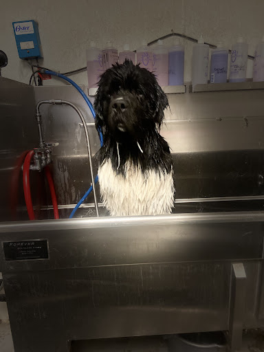 Pet Groomer «Pupperdups», reviews and photos, 30901 Stagecoach Blvd #104, Evergreen, CO 80439, USA