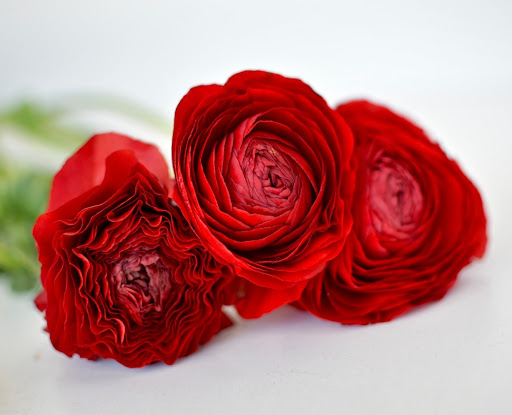 Florist «Mia fiori», reviews and photos, 5840 Legacy Cir D165, Plano, TX 75024, USA