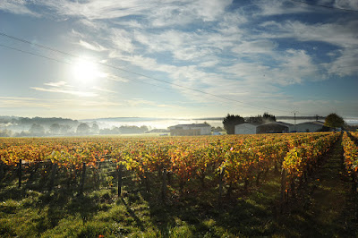 VIGNOBLES BERTHIER à Sainte-Gemme-en-Sancerrois