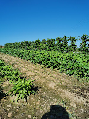 le potager des 4 mains à Saint-Pierre-de-Chevillé