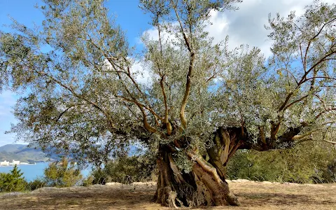 樹齢千年のオリーヴ大樹 image
