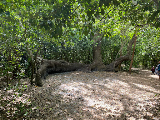 Park «Tree Tops Park», reviews and photos, 3900 SW 100th Ave, Davie, FL 33328, USA