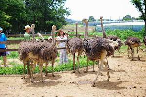 Ishioka Ostrich Farm image