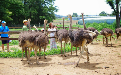 Ishioka Ostrich Farm image