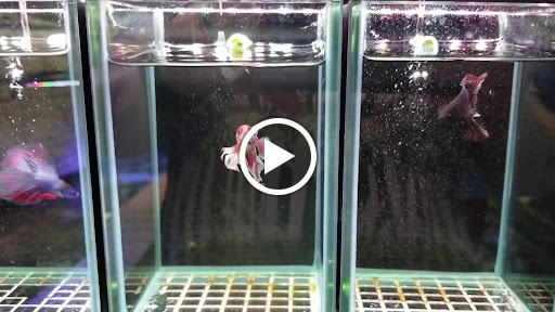 Aquarium «Old Orchard Aquarium», reviews and photos, 9235 Skokie Blvd, Skokie, IL 60077, USA