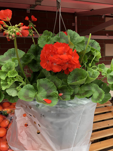 Supermarket «Greenland Market», reviews and photos, 15237 Warren Ave, Dearborn, MI 48126, USA