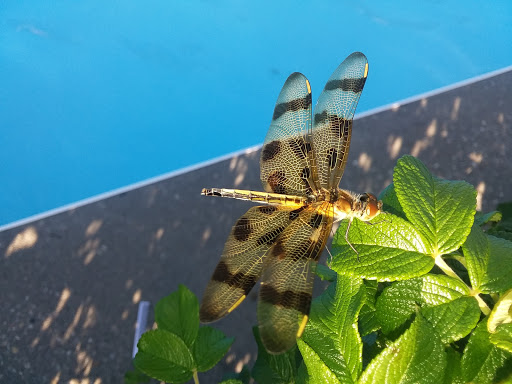 Water Park «Splish Splash Water Park», reviews and photos, 2549 Splish Splash Dr, Calverton, NY 11933, USA