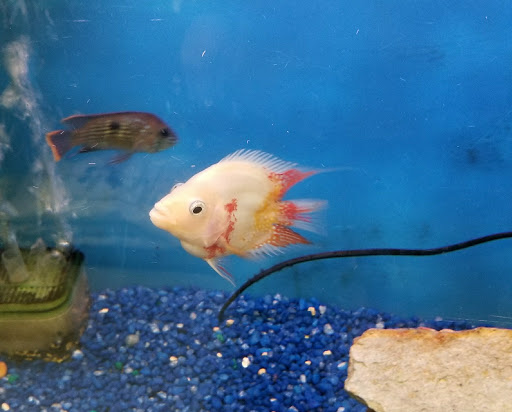 Pet Store «Petland Discounts - LI City», reviews and photos, 34-60 48th Ave, Queens, NY 11101, USA