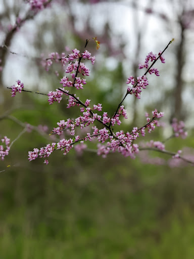 Nature Preserve «Wilma Quinlan Nature Preserve», reviews and photos, Mathews Ave, New Britain, PA 18901, USA