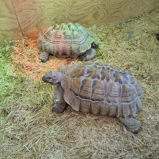 Pet Store «Tye-Dyed Iguana - Reptiles», reviews and photos, 1905 W U.S. 50, Fairview Heights, IL 62208, USA