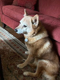 Nina's Pooch and Kitty Pet Care - Photo 2 - Car repair in Westfield, NJ, Staten Island