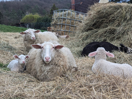 Tierarztpraxis Reinhard unter Barchfeld, Thüringen