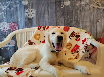 North Shore Doggy Daycare - Photo 5 - Car repair in Milwaukee, WI, Milwaukee