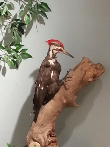 Museum «Staten Island Museum», reviews and photos, 75 Stuyvesant Pl, Staten Island, NY 10301, USA