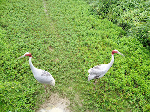 Photo n°17 de Zoo d'Asson à Asson ()