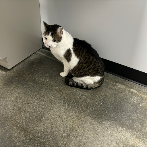 L&L Animal Urgent Care image