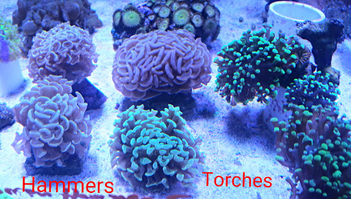 Aquarium Shop «Apex Aquarium», reviews and photos, 11111 N Central Expy, Dallas, TX 75243, USA