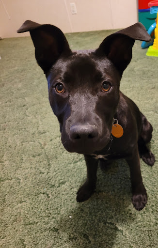 Kennel «Pampered Pets», reviews and photos, 601 Concord Ave, Charlottesville, VA 22903, USA