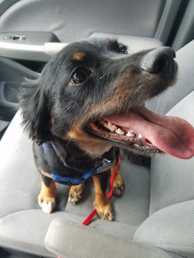 Pet Supply Store «PetSmart», reviews and photos, 11331 Causeway Blvd, Brandon, FL 33511, USA