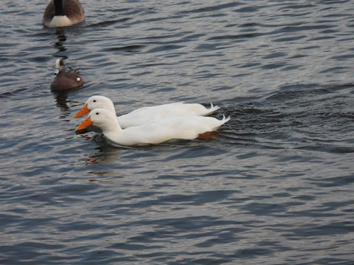 Park «Trailside Point Park», reviews and photos, 7215 W Vineyard Rd, Laveen Village, AZ 85339, USA