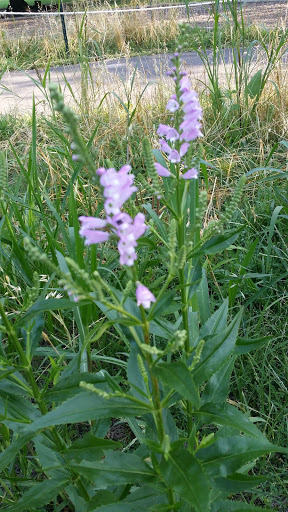 Park «Welles Park», reviews and photos, 2333 W Sunnyside Ave, Chicago, IL 60625, USA