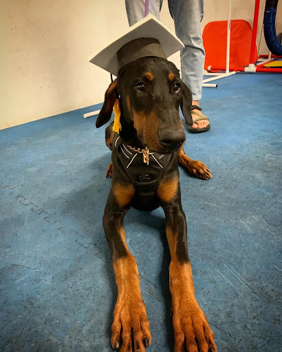 Pet Supply Store «Petco Animal Supplies», reviews and photos, 2131 Pleasant Hill Rd, Duluth, GA 30096, USA