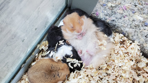 Pet Store «Incredible Pets Inc», reviews and photos, 2255 N Wickham Rd # 102, Melbourne, FL 32935, USA