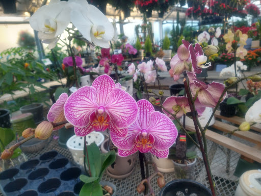 Florist «Nunan Florist & Greenhouses», reviews and photos, 269 Central St, Georgetown, MA 01833, USA