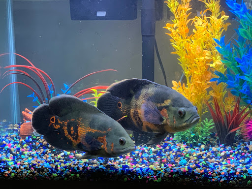 Pet Store «Something Fishy Pets», reviews and photos, 29 Towne Centre Ln, Fox Lake, IL 60020, USA