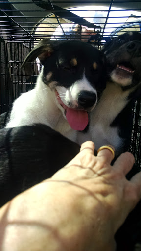 Pet Supply Store «Petco Animal Supplies», reviews and photos, 8809 Lakeview Pkwy #116, Rowlett, TX 75088, USA