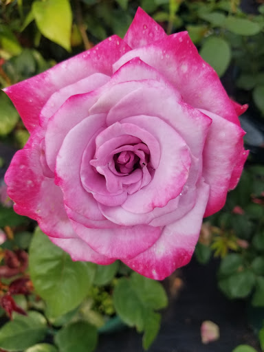 Garden Center «Blooms at Belle Mead», reviews and photos, 1980 US-206, Belle Mead, NJ 08502, USA