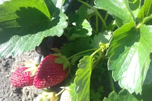Kebun petik strawberry image