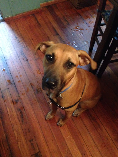 Pet Groomer «The Funky Mutt Market, LLC», reviews and photos, 441 S Woodland Blvd, DeLand, FL 32720, USA