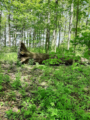 Nature Preserve «Meltzer Woods», reviews and photos, 1522 S 600 E, Shelbyville, IN 46176, USA